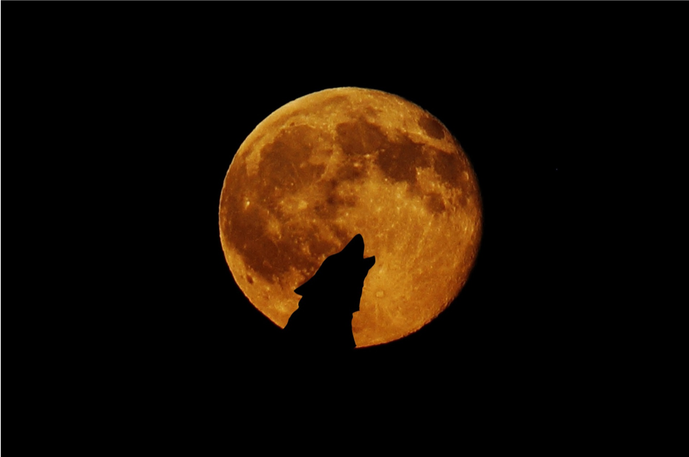 Helpful Tips to Keeping Your Inner Werewolf Calm During a Full Moon or Eclipse